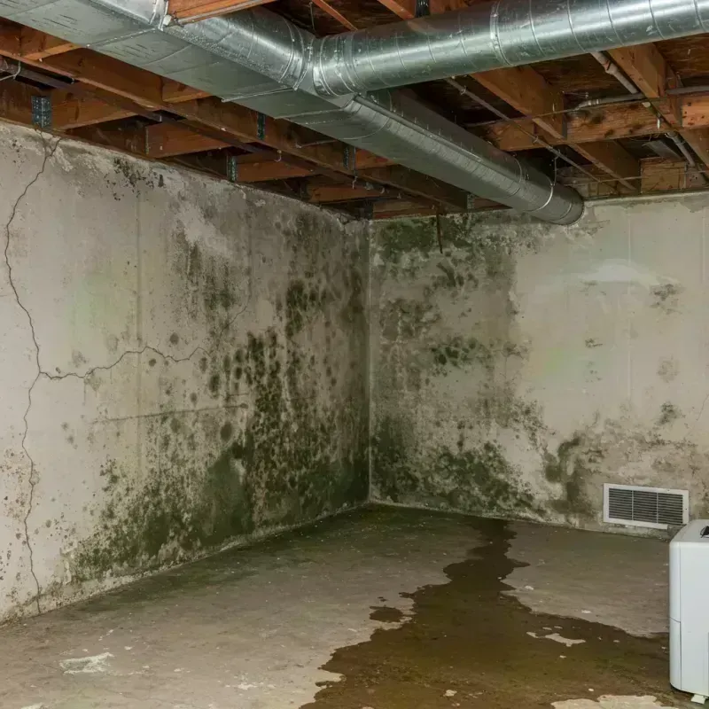 Professional Mold Removal in Coal Creek, CO